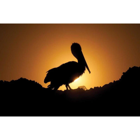 Pelican Silhouette I Gold Ornate Wood Framed Art Print with Double Matting by Berzel, Erin