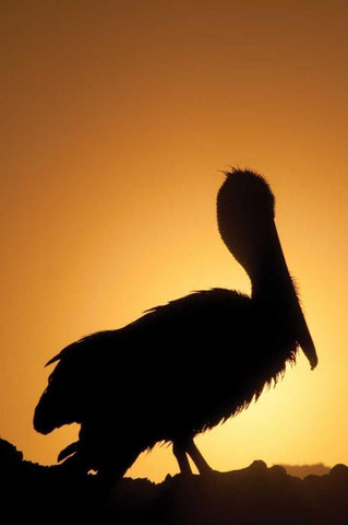 Pelican Silhouette II White Modern Wood Framed Art Print with Double Matting by Berzel, Erin