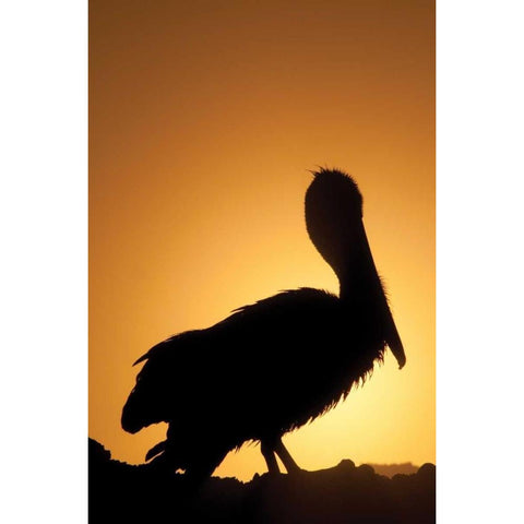 Pelican Silhouette II Black Modern Wood Framed Art Print with Double Matting by Berzel, Erin