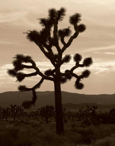 Yucca Brevifolia III Black Ornate Wood Framed Art Print with Double Matting by Berzel, Erin