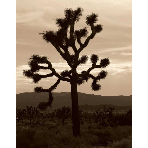 Yucca Brevifolia III Gold Ornate Wood Framed Art Print with Double Matting by Berzel, Erin