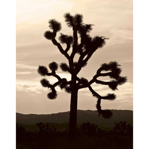 Yucca Brevifolia IV White Modern Wood Framed Art Print by Berzel, Erin