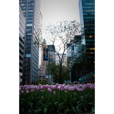 Tulips in Manhattan White Modern Wood Framed Art Print by Berzel, Erin