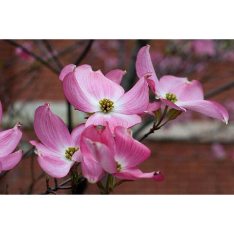 Dogwood Blossoms I Black Modern Wood Framed Art Print with Double Matting by Berzel, Erin