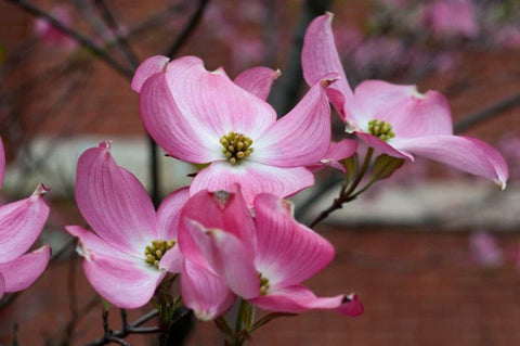 Dogwood Blossoms I White Modern Wood Framed Art Print with Double Matting by Berzel, Erin