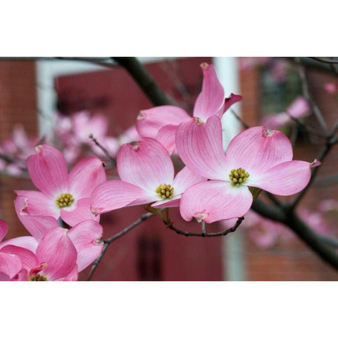 Dogwood Blossoms II Gold Ornate Wood Framed Art Print with Double Matting by Berzel, Erin