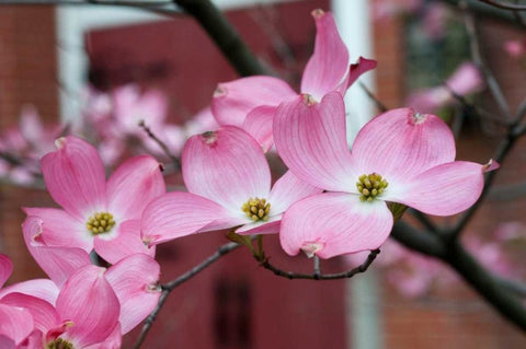 Dogwood Blossoms II Black Ornate Wood Framed Art Print with Double Matting by Berzel, Erin