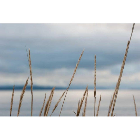 Whidbey Grass I White Modern Wood Framed Art Print by Berzel, Erin