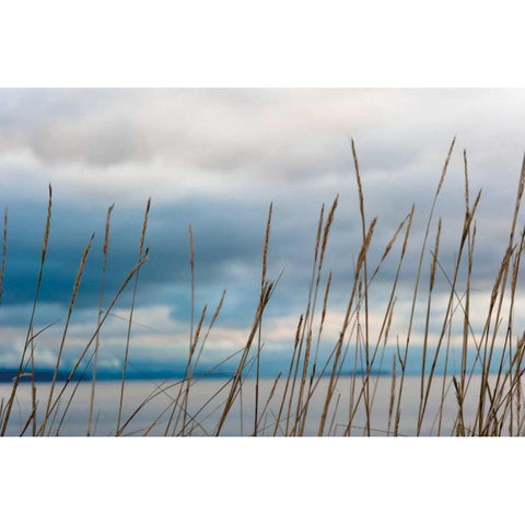 Whidbey Grass II White Modern Wood Framed Art Print by Berzel, Erin