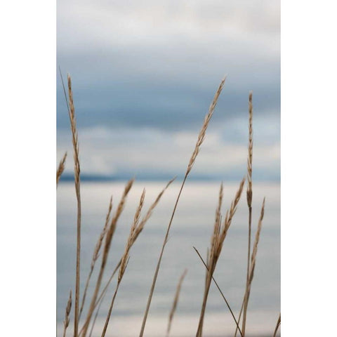 Whidbey Grass III Black Modern Wood Framed Art Print with Double Matting by Berzel, Erin