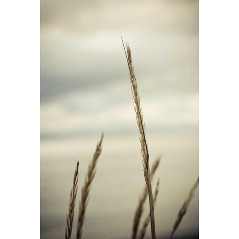 Whidbey Grass IV Black Modern Wood Framed Art Print with Double Matting by Berzel, Erin