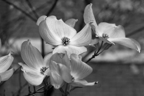 Dogwood Blossoms I BW Black Ornate Wood Framed Art Print with Double Matting by Berzel, Erin