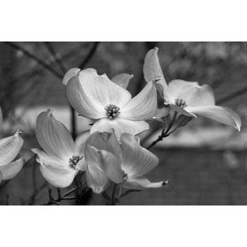 Dogwood Blossoms I BW Gold Ornate Wood Framed Art Print with Double Matting by Berzel, Erin