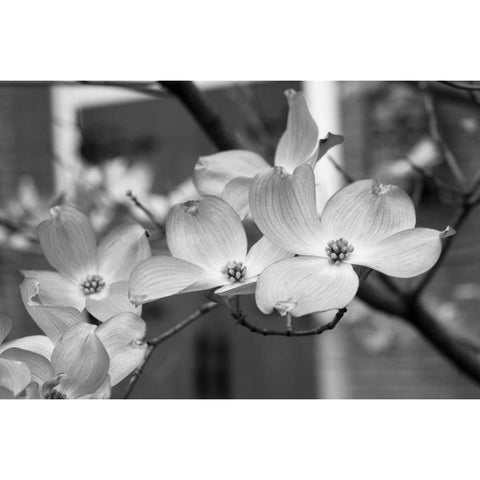 Dogwood Blossoms II BW White Modern Wood Framed Art Print by Berzel, Erin