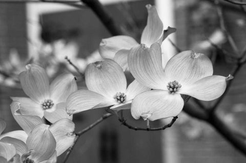 Dogwood Blossoms II BW White Modern Wood Framed Art Print with Double Matting by Berzel, Erin