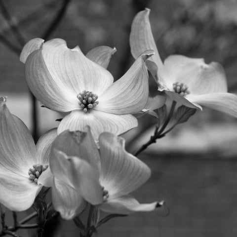 Dogwood Blossoms I BW Sq Gold Ornate Wood Framed Art Print with Double Matting by Berzel, Erin