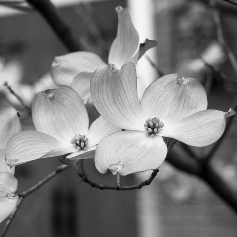 Dogwood Blossoms II BW Sq Black Modern Wood Framed Art Print with Double Matting by Berzel, Erin