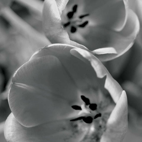 BW Tulips II White Modern Wood Framed Art Print by Berzel, Erin