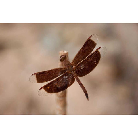 Dragonfly II Gold Ornate Wood Framed Art Print with Double Matting by Berzel, Erin