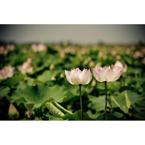 Lotus Flowers I Black Modern Wood Framed Art Print with Double Matting by Berzel, Erin