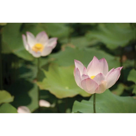 Lotus Flowers II White Modern Wood Framed Art Print by Berzel, Erin