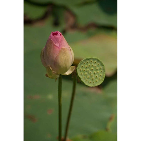 Lotus Flowers III Black Modern Wood Framed Art Print with Double Matting by Berzel, Erin