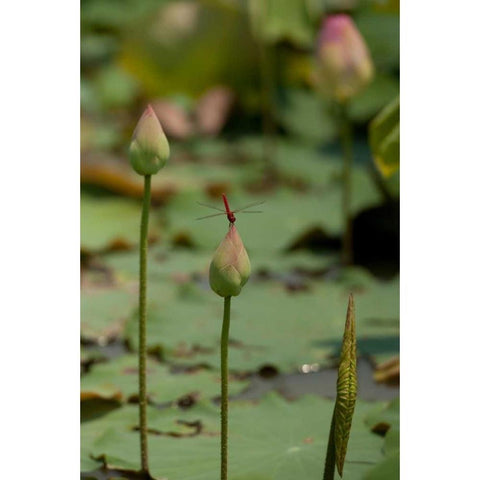 Lotus Flowers IV Gold Ornate Wood Framed Art Print with Double Matting by Berzel, Erin