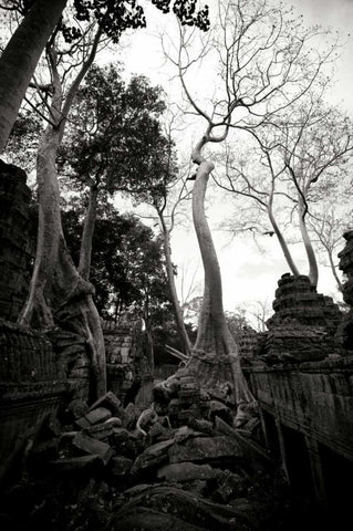 Ancient Ta Prohm I Black Ornate Wood Framed Art Print with Double Matting by Berzel, Erin