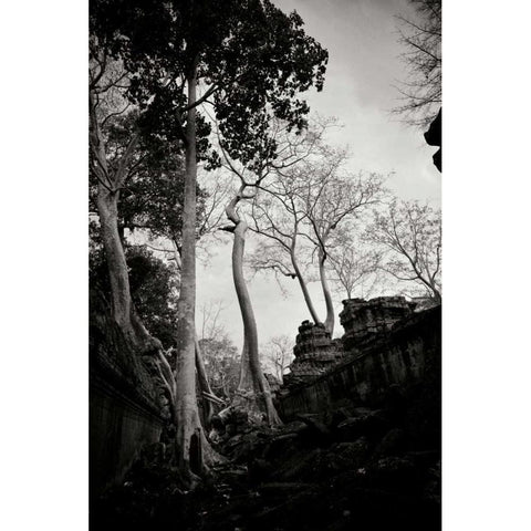 Ancient Ta Prohm II Black Modern Wood Framed Art Print with Double Matting by Berzel, Erin