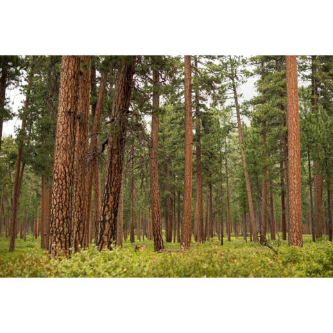 Willamette Natl Forest III Black Modern Wood Framed Art Print with Double Matting by Berzel, Erin