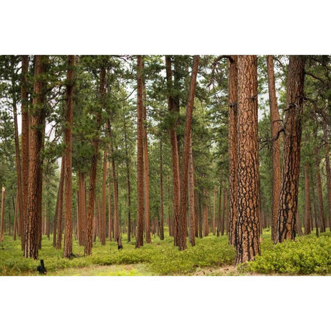 Willamette Natl Forest IV Black Modern Wood Framed Art Print with Double Matting by Berzel, Erin