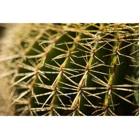 Cactus Detail I White Modern Wood Framed Art Print by Berzel, Erin