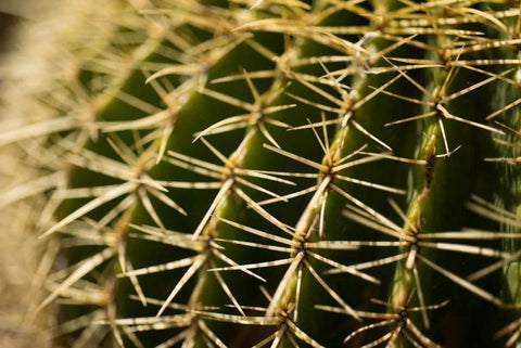 Cactus Detail I White Modern Wood Framed Art Print with Double Matting by Berzel, Erin