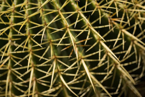 Cactus Detail II White Modern Wood Framed Art Print with Double Matting by Berzel, Erin