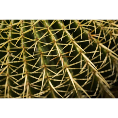 Cactus Detail II White Modern Wood Framed Art Print by Berzel, Erin