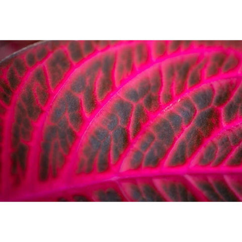 Pink Leaf I Black Modern Wood Framed Art Print with Double Matting by Berzel, Erin