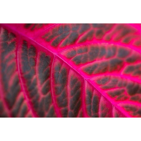 Pink Leaf II White Modern Wood Framed Art Print by Berzel, Erin