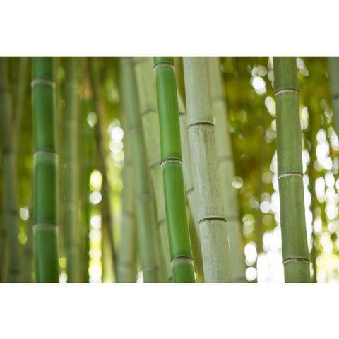 Bamboo and Bokeh I White Modern Wood Framed Art Print by Berzel, Erin