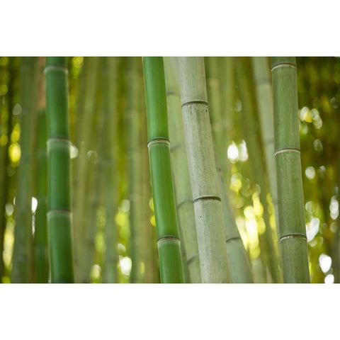 Bamboo and Bokeh II Black Modern Wood Framed Art Print with Double Matting by Berzel, Erin