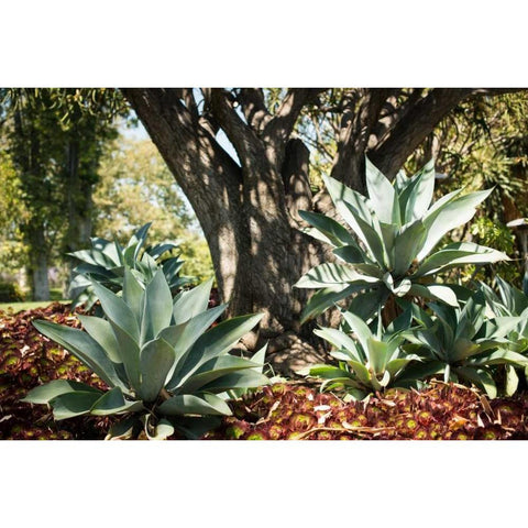 Agave I Black Modern Wood Framed Art Print with Double Matting by Berzel, Erin