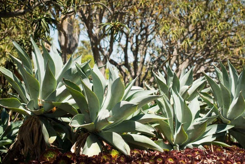 Agave II Black Ornate Wood Framed Art Print with Double Matting by Berzel, Erin