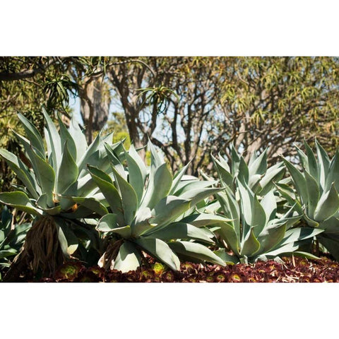 Agave II Black Modern Wood Framed Art Print with Double Matting by Berzel, Erin