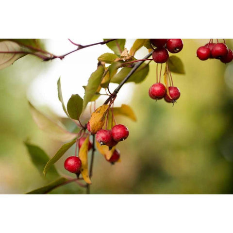 Red Berries I White Modern Wood Framed Art Print by Berzel, Erin