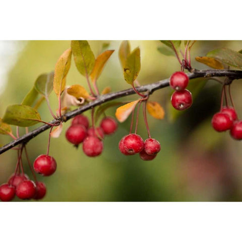 Red Berries II White Modern Wood Framed Art Print by Berzel, Erin