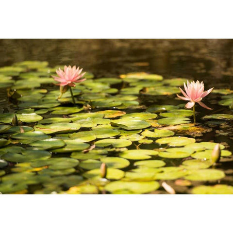 Lotus Pond I Black Modern Wood Framed Art Print with Double Matting by Berzel, Erin