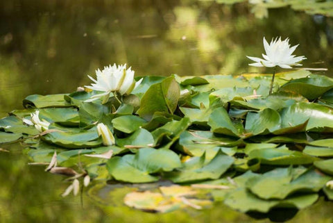 Lotus Pond II White Modern Wood Framed Art Print with Double Matting by Berzel, Erin