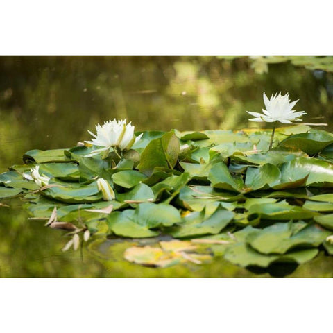 Lotus Pond II Gold Ornate Wood Framed Art Print with Double Matting by Berzel, Erin