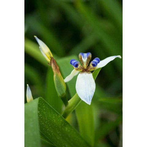 Iris in Bloom White Modern Wood Framed Art Print by Berzel, Erin