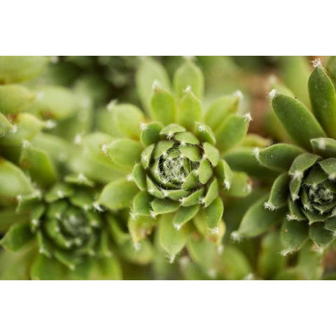 Succulent Array Black Modern Wood Framed Art Print with Double Matting by Berzel, Erin