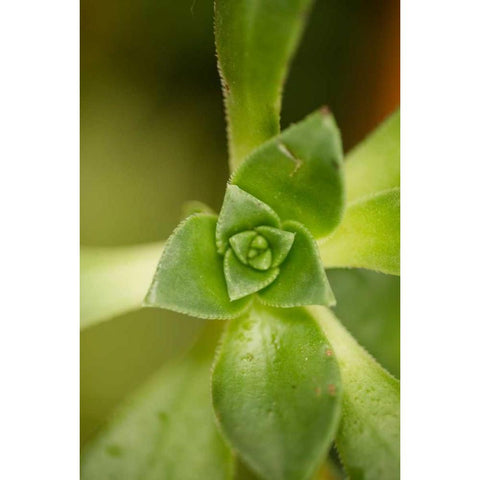 Succulent Detail I Black Modern Wood Framed Art Print with Double Matting by Berzel, Erin